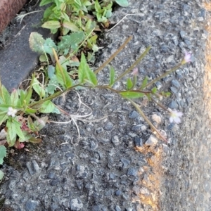 Epilobium ciliatum at Gosford, NSW - 16 Dec 2023 07:36 PM