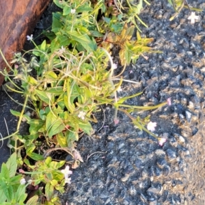 Epilobium ciliatum at Gosford, NSW - 16 Dec 2023