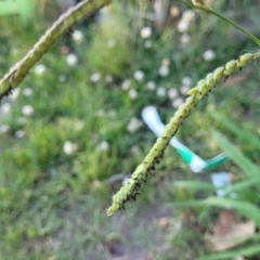 Paspalum dilatatum (Paspalum) at Gosford, NSW - 16 Dec 2023 by trevorpreston