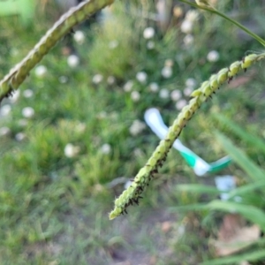 Paspalum dilatatum at Gosford, NSW - 16 Dec 2023