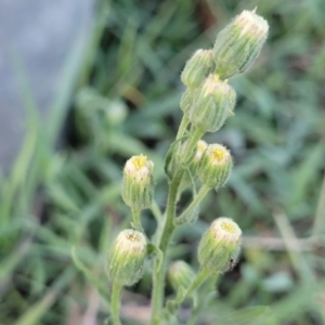 Erigeron bonariensis at Gosford, NSW - 16 Dec 2023