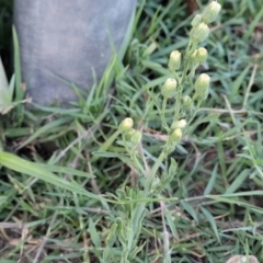 Erigeron bonariensis at Gosford, NSW - 16 Dec 2023