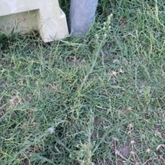 Erigeron bonariensis at Gosford, NSW - 16 Dec 2023