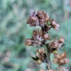 Gamochaeta sp. (Cudweed) at Gosford, NSW - 16 Dec 2023 by trevorpreston