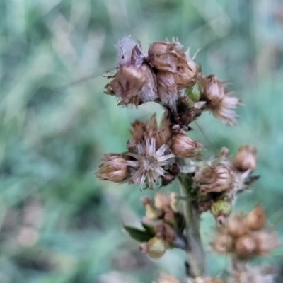 Gamochaeta sp. (Cudweed) at Gosford, NSW - 16 Dec 2023 by trevorpreston