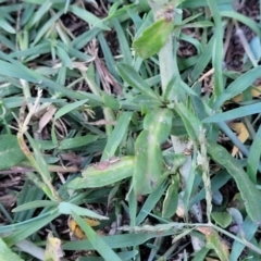 Gamochaeta sp. at Gosford, NSW - 16 Dec 2023 07:34 PM