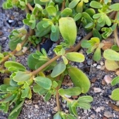 Portulaca oleracea (Munyeroo ,Pigweed, Purslane) at Gosford, NSW - 16 Dec 2023 by trevorpreston