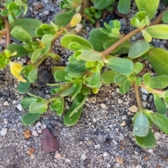 Portulaca oleracea at Gosford, NSW - 16 Dec 2023
