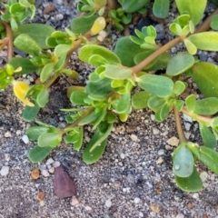 Portulaca oleracea at Gosford, NSW - 16 Dec 2023 07:32 PM