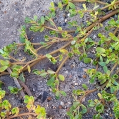 Portulaca oleracea at Gosford, NSW - 16 Dec 2023 07:32 PM