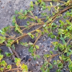 Portulaca oleracea at Gosford, NSW - 16 Dec 2023