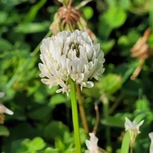 Trifolium repens at West Gosford, NSW - 16 Dec 2023 05:47 PM