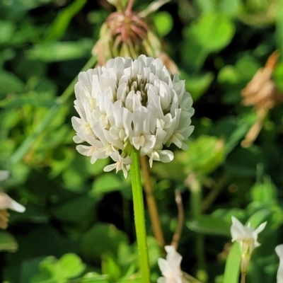 Trifolium repens (White Clover) at West Gosford, NSW - 16 Dec 2023 by trevorpreston