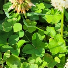 Trifolium repens at West Gosford, NSW - 16 Dec 2023