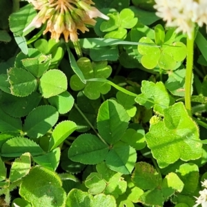 Trifolium repens at West Gosford, NSW - 16 Dec 2023