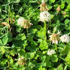 Trifolium repens at West Gosford, NSW - 16 Dec 2023