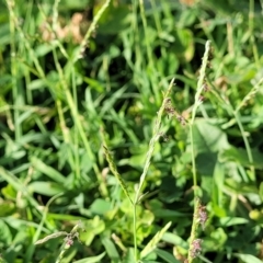 Unidentified Grass at West Gosford, NSW - 16 Dec 2023 by trevorpreston