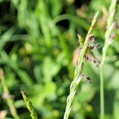 Paspalum distichum at West Gosford, NSW - 16 Dec 2023