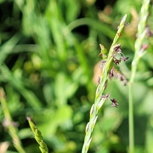 Paspalum distichum at West Gosford, NSW - 16 Dec 2023 05:46 PM