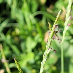 Paspalum distichum at West Gosford, NSW - 16 Dec 2023