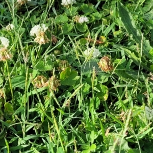 Paspalum distichum at West Gosford, NSW - 16 Dec 2023