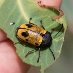 Cadmus (Cadmus) litigiosus (Leaf beetle) at Kuringa Woodlands - 14 Feb 2023 by AlisonMilton