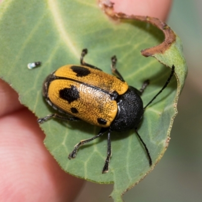 Cadmus (Cadmus) litigiosus (Leaf beetle) at Kuringa Woodlands - 14 Feb 2023 by AlisonMilton