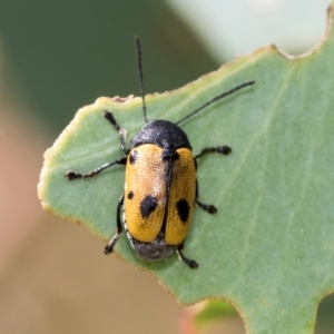 Cadmus (Cadmus) litigiosus at Kuringa Woodlands - 14 Feb 2023