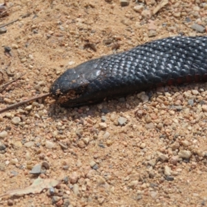 Pseudechis porphyriacus at QPRC LGA - 16 Dec 2023