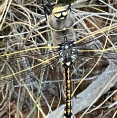 Anax papuensis at Suttons Dam - 16 Dec 2023 by KL