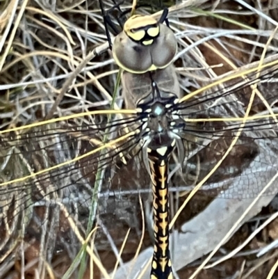 Unidentified Dragonfly (Anisoptera) at Fentons Creek, VIC - 16 Dec 2023 by KL