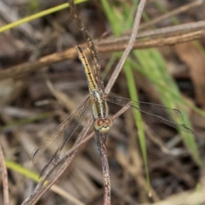 Diplacodes bipunctata (Wandering Percher) at Fraser, ACT - 14 Feb 2023 by AlisonMilton