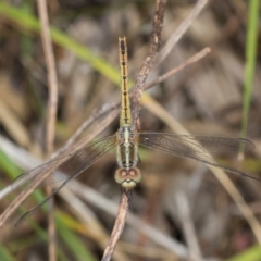 Diplacodes bipunctata at Kuringa Woodlands - 14 Feb 2023 01:58 PM