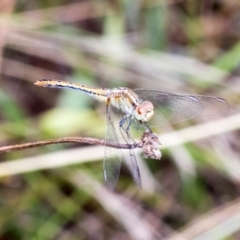 Diplacodes bipunctata at Kuringa Woodlands - 14 Feb 2023 01:58 PM