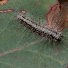 Anestia (genus) (A tiger moth) at Fraser, ACT - 14 Feb 2023 by AlisonMilton