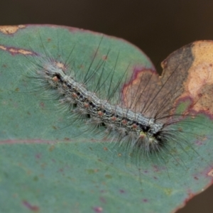 Anestia (genus) at Kuringa Woodland (CPP) - 14 Feb 2023