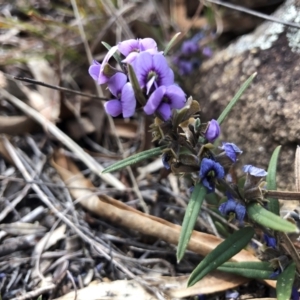 Hovea heterophylla at Illilanga & Baroona - 21 Aug 2021