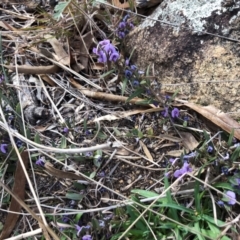 Hovea heterophylla at Illilanga & Baroona - 21 Aug 2021 03:39 PM