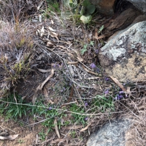 Hovea heterophylla at Illilanga & Baroona - 21 Aug 2021 03:39 PM