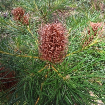 Banksia spinulosa var. spinulosa (Hairpin Banksia) at Monga National Park - 16 Dec 2023 by MatthewFrawley