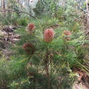 Banksia spinulosa var. spinulosa at QPRC LGA - 16 Dec 2023