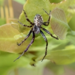 Salsa fuliginata (Sooty Orb-weaver) at Kuringa Woodlands - 14 Feb 2023 by AlisonMilton