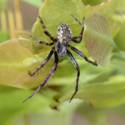 Salsa fuliginata (Sooty Orb-weaver) at Fraser, ACT - 14 Feb 2023 by AlisonMilton