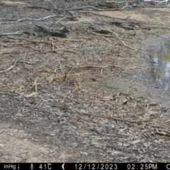 Lichenostomus melanops (Yellow-tufted Honeyeater) at Fentons Creek, VIC - 12 Dec 2023 by KL