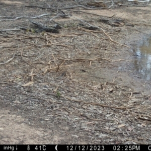 Lichenostomus melanops at Suttons Dam - 12 Dec 2023