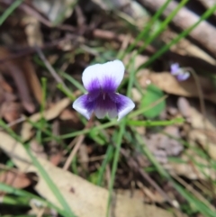 Viola hederacea (Ivy-leaved Violet) at QPRC LGA - 16 Dec 2023 by MatthewFrawley