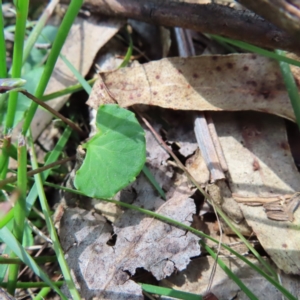 Viola hederacea at QPRC LGA - 16 Dec 2023