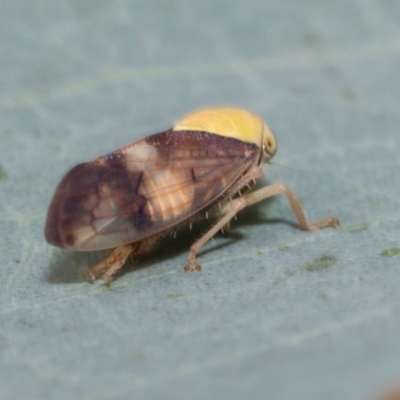 Brunotartessus fulvus (Yellow-headed Leafhopper) at Kuringa Woodlands - 14 Feb 2023 by AlisonMilton