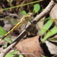 Orthetrum caledonicum (Blue Skimmer) at Monga, NSW - 16 Dec 2023 by MatthewFrawley