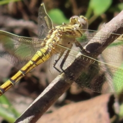 Orthetrum caledonicum at QPRC LGA - 16 Dec 2023 03:13 PM